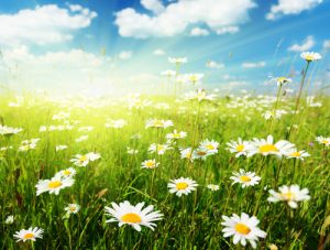 Qual è il primo frutto che sboccia in primavera?