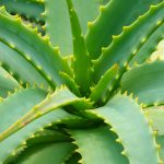 Quando utilizzare Aloe Arborescens?