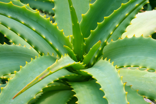 Quando utilizzare Aloe Arborescens