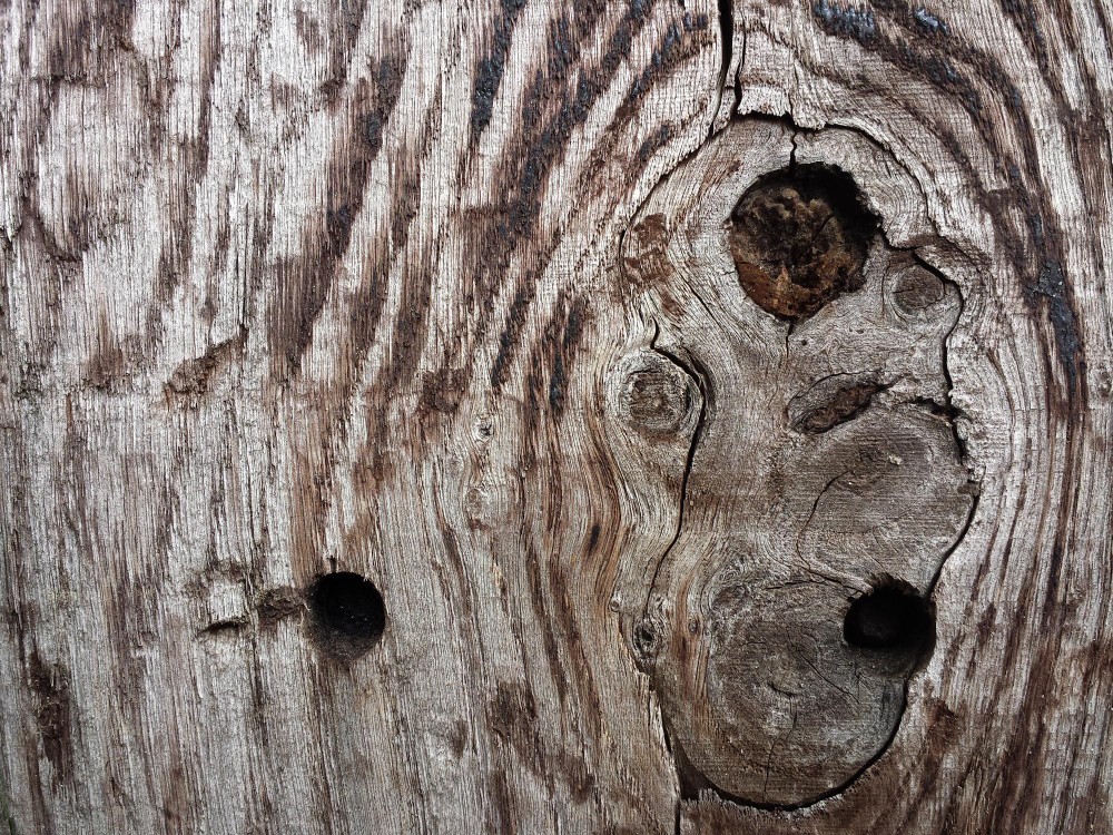 Eliminare i Tarli del Legno dalle Travi Guida Pratica e Sicura